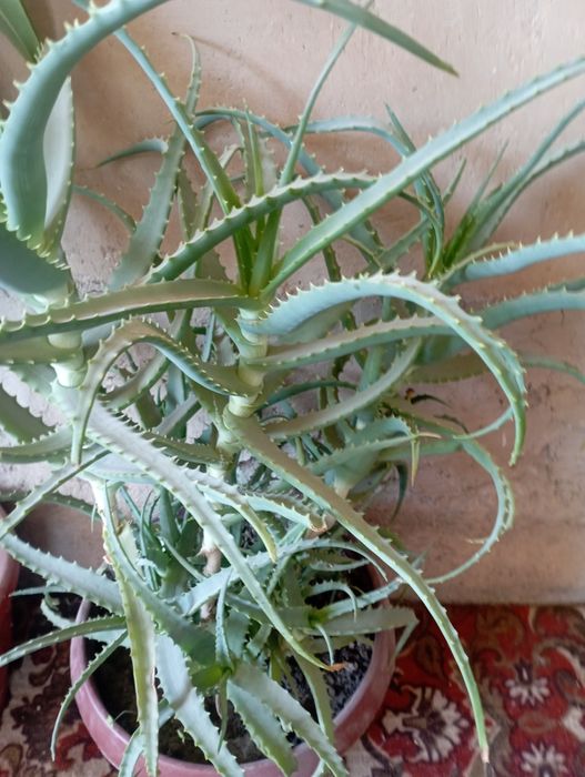 Гуллар сотилади арзон