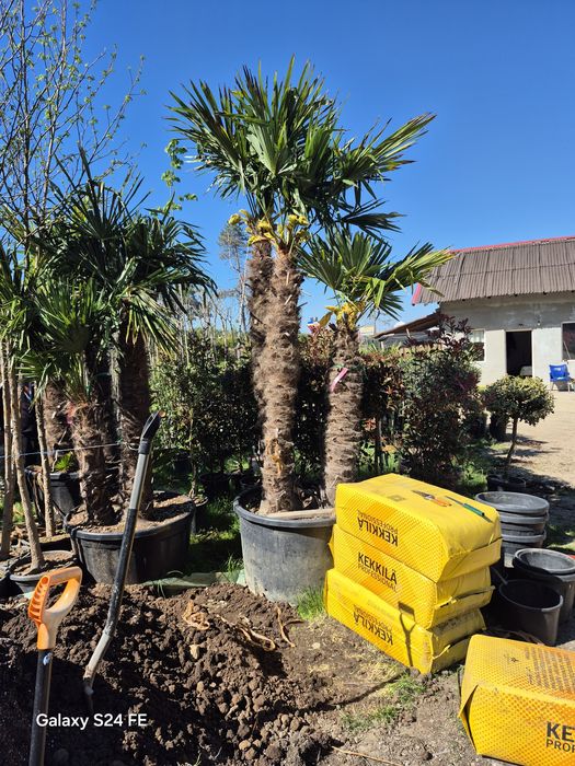 Thuia  leilandi plante