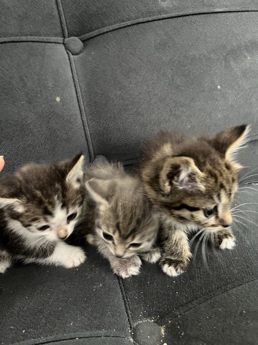 котята в хорошие руки