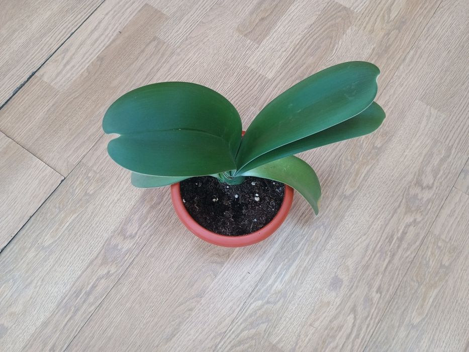 Продам цветок в горшке