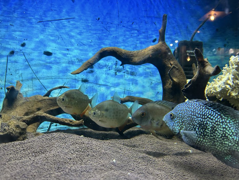 Продам аквариум!