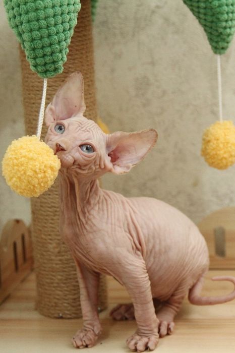 Кошечка, канадский сфинкс