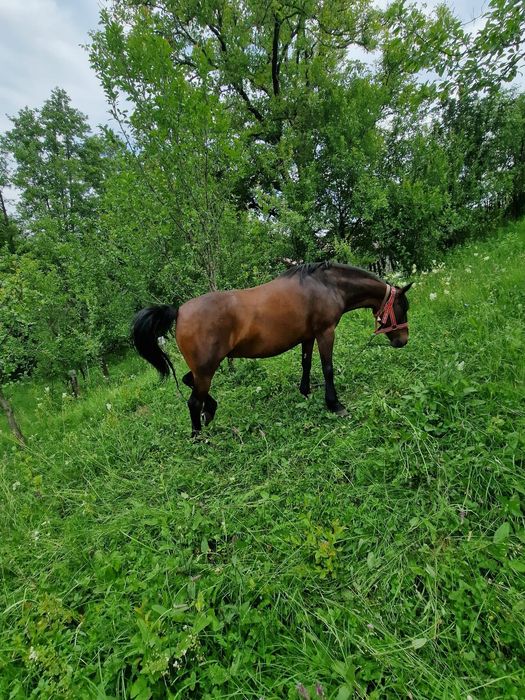 Iapa de vânzare 8 ani
