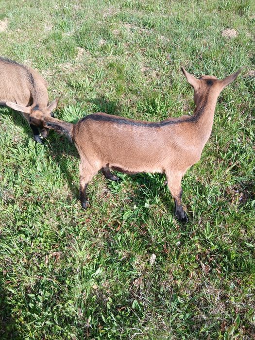 Vind doua iede alpine franceza de doua luni  jumate se afla in ciucea jud cluj pret 600 bucata