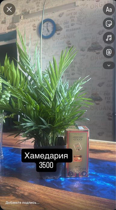Комнатные цветы для дома и офиса