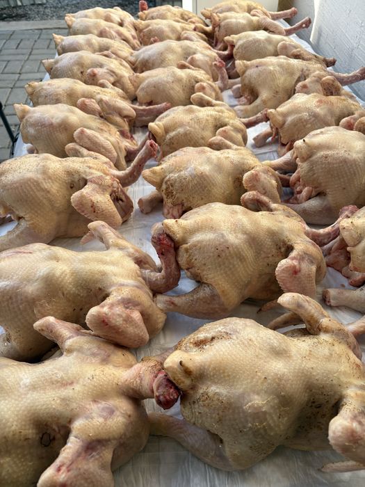 Курица Броллеры домашние