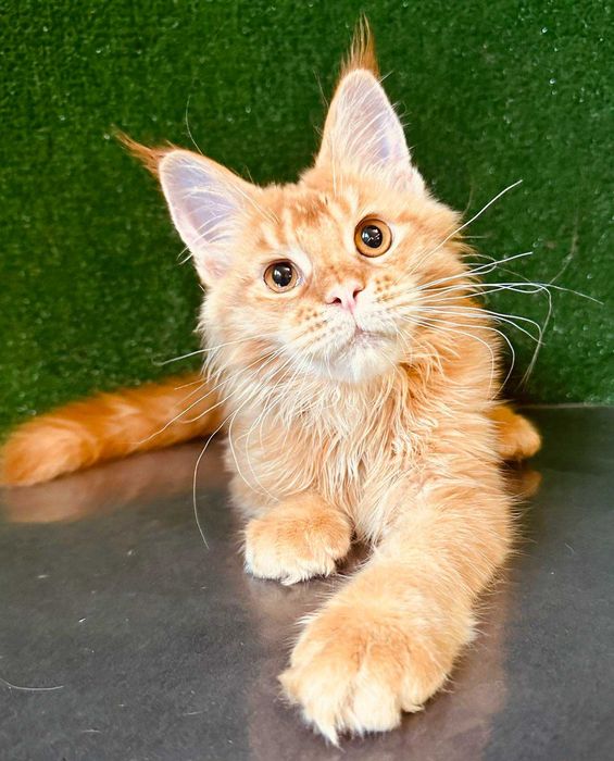 Мей кун с родословие