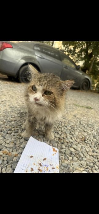 найден кот ищем хозяйна