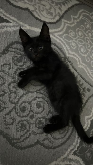 Котенок продается