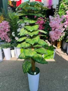 Офис учун дарахт | Ofis uchun daraxt