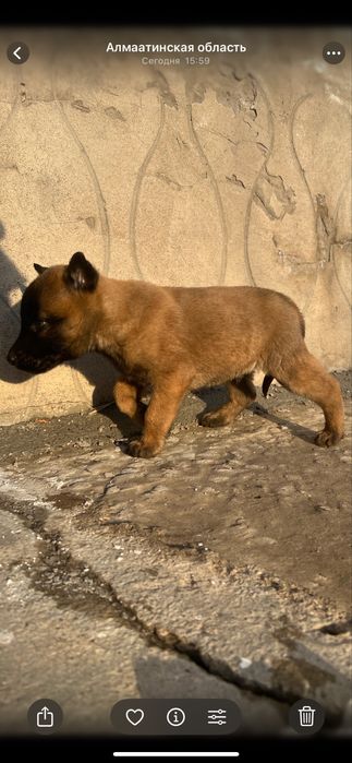 Кабель щенок Малинуа