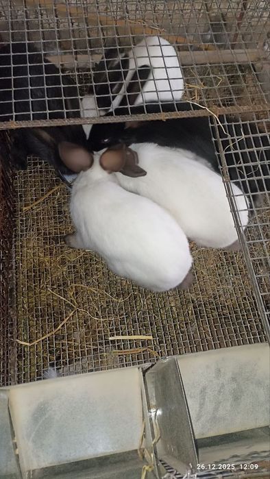 Кролики 4 месячные