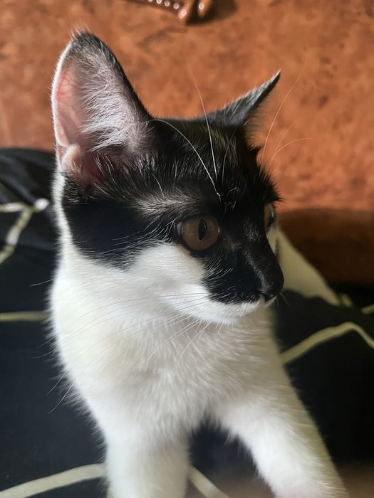 Отдаю кошечку  , 7 месяцев