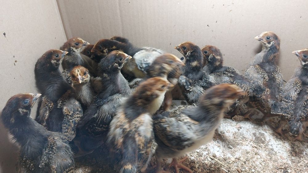 Балапандар сатылады