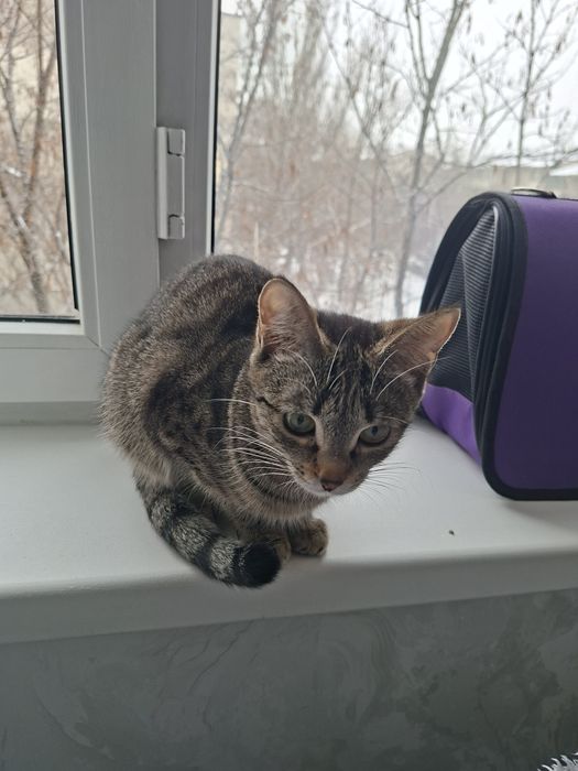 Котенок бесплатно