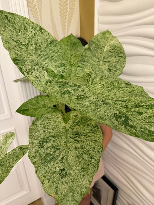 Алоказия Odora Batic