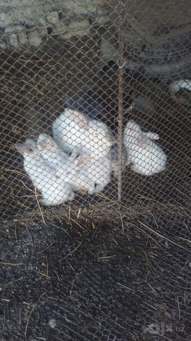 Zotdor quyon bolalar sotiladi arzon narxda sog‘lom garantiya