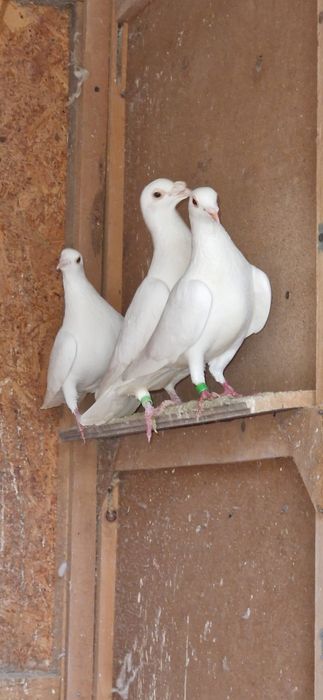 De vanzare porumbei voiajori albi