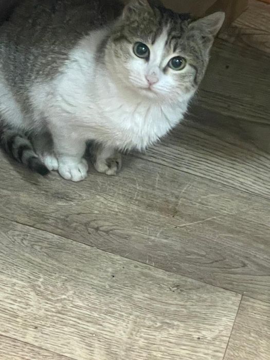 Отдам в добрые руки