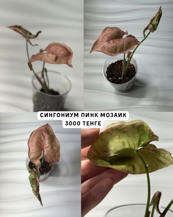 Сингониумы разные
