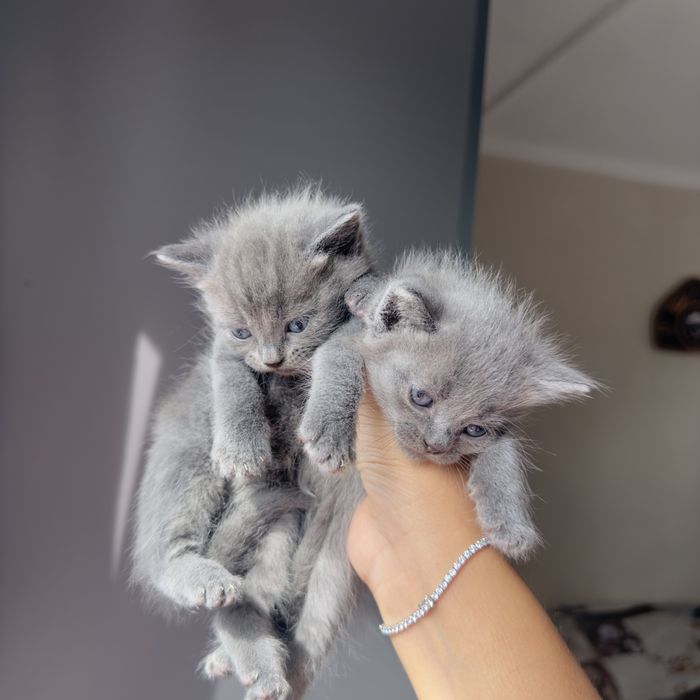 Отдам котят бесплатно