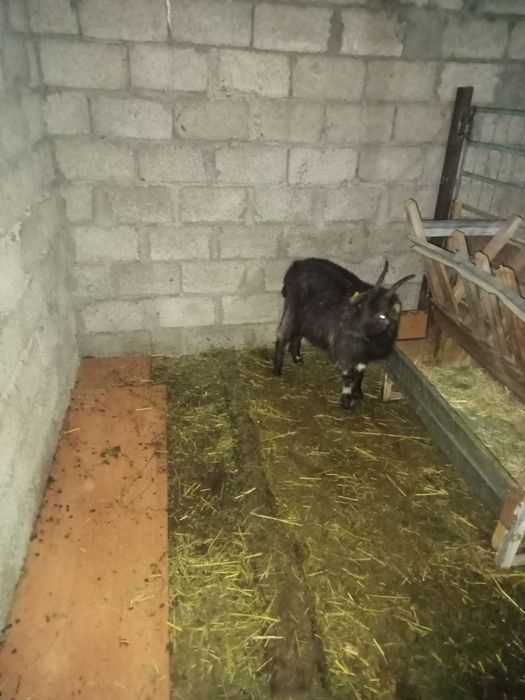 Шыбыш сатылады Кентауда