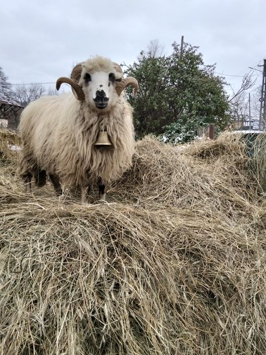 Schimb berbec cu douo oii