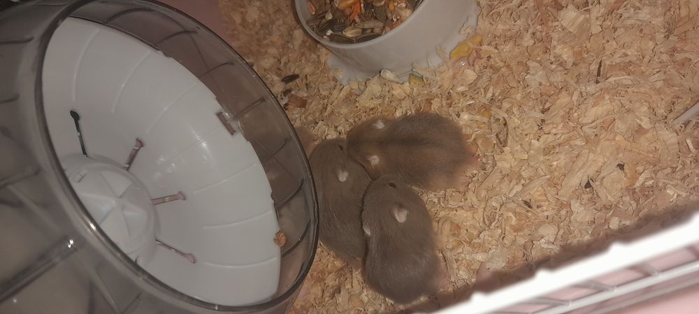 Hamsteri pitici Campbell