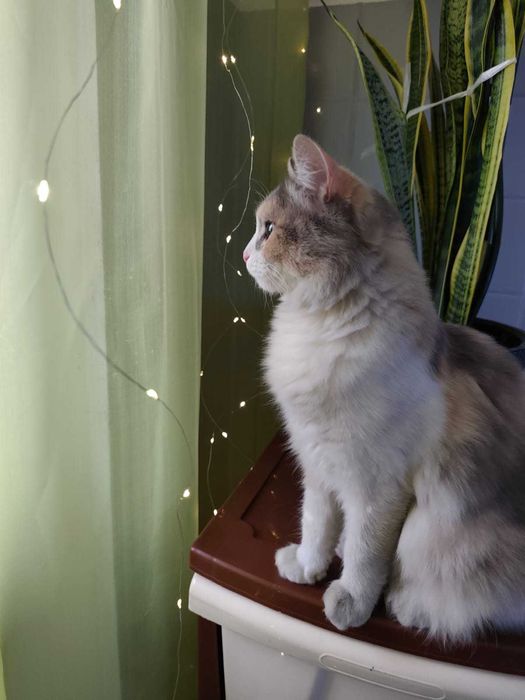 Отдам даром кошку