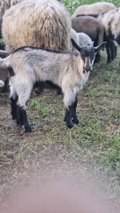 Vând ieduta de anul acesta