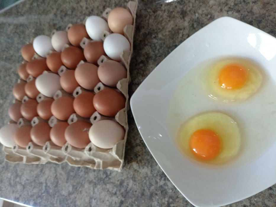 Oua de la găini de casa