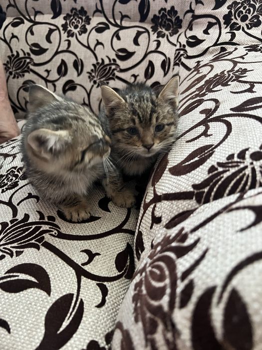 Милые котята в добрые руки