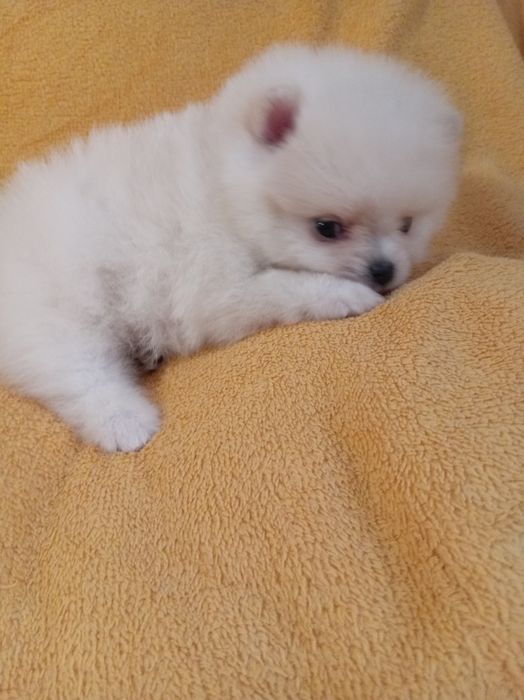 Продам щенка шпица