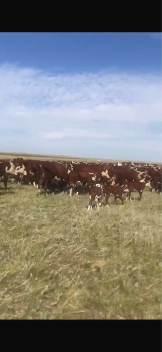 Продам ТОО Сельхоз Животноводство
