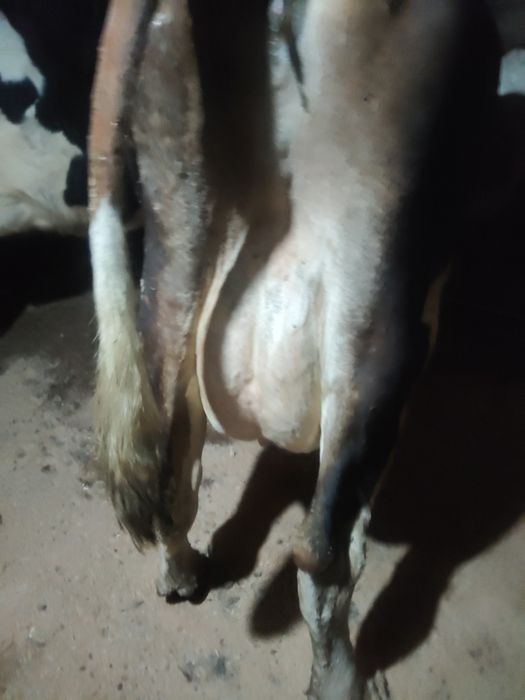 Vind  vaci  de lapte