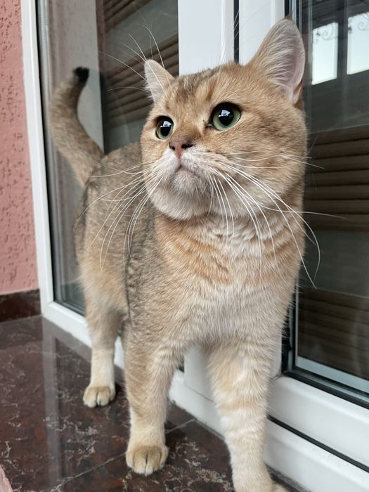 Кот золотая шиншилла