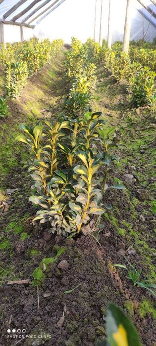 Оптом цены! бересклет выращенные с любовью дедушкой садовником