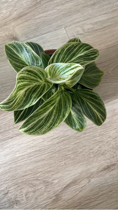 Красивые комнатные цветочки