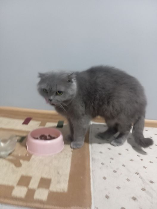 Skotsh ayol sogʻlom xomilador