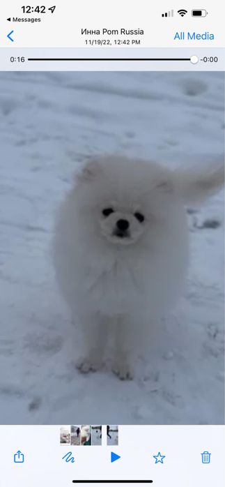 Маленький,очень красивый померанский шпиц,