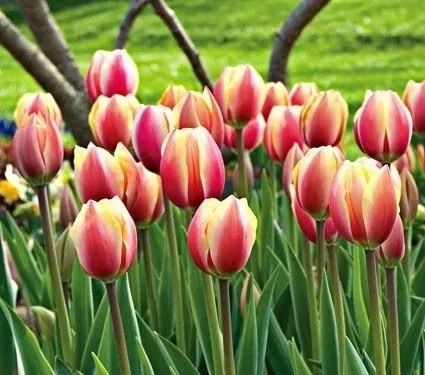 Lola piyozlari gallan sorti