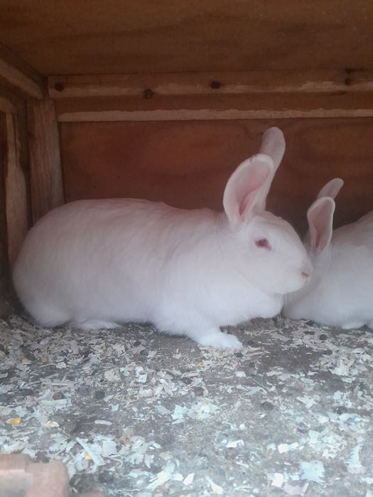 Iepuri de vânzare la preț avantajos