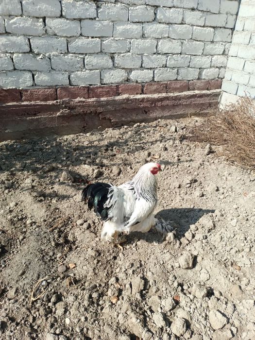 Brama tuxumlari sotiladi, sifati a’lo, manzil Bekobod shaxri