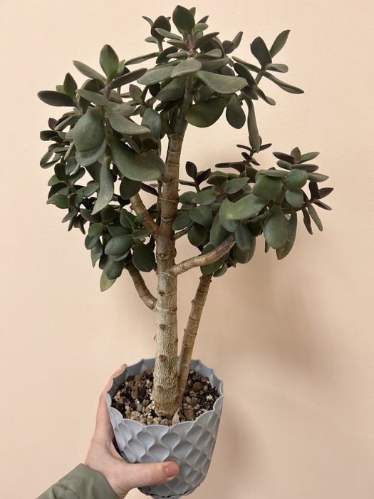 толстянка  левый берег 10000 тг