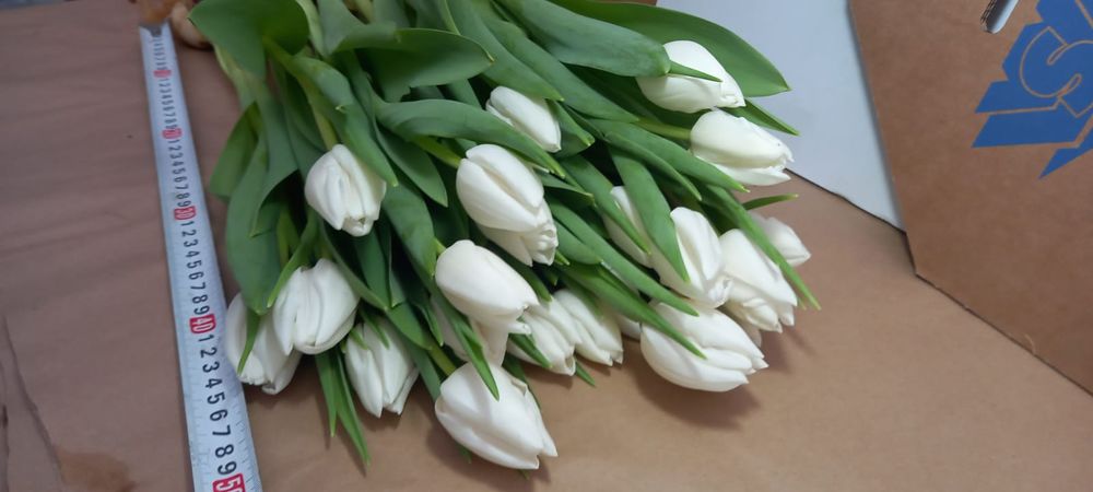 Тюльпаны к 8 марта