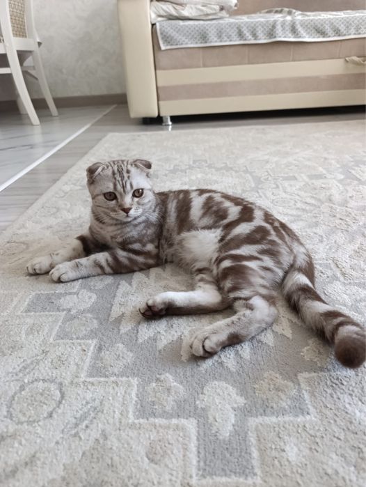 Котенок Скоттиш Фолд