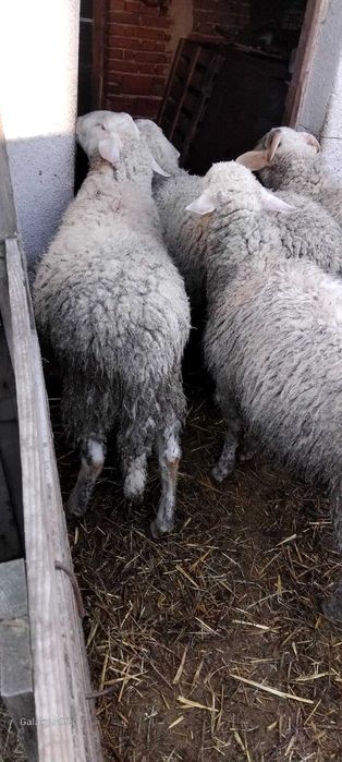 три мъжки шилета