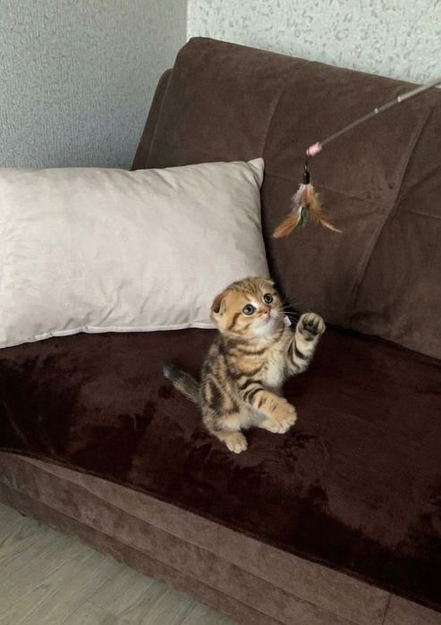 Шотландские котятки