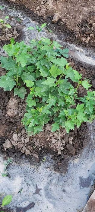 Рассада черной смородины, малины