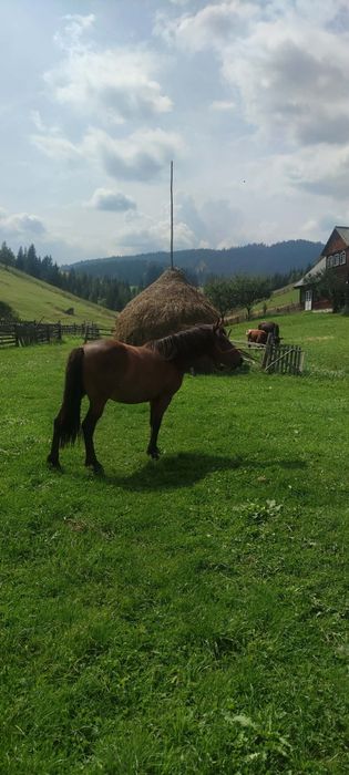 iapă  de vânzare